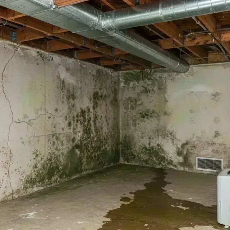 Professional Mold Removal in Leona Valley, CA